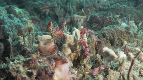 Mehrere-Leuchtend-Rosa-Und-Violette-Meeresbewohner,-Sogenannte-Nacktschnecken,-Auf-Einem-Korallenriff
