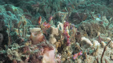 Multiple-vibrant-pink-and-purple-sea-creatures-called-Nudibranchs-on-a-coral-reef