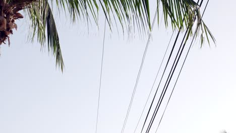 las palmeras de coco se balancean en la brisa mientras la cámara se inclina para revelar una carretera y cables telefónicos en little cayman en las islas caymán.