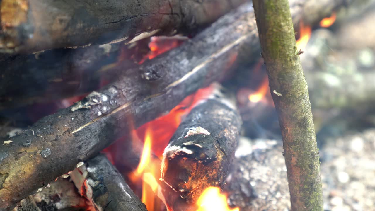 소나무 숲에서 불타는 불꽃의 4k 클로즈업  화재 소나무 나무 캠프 파이어 모험 캠핑 및 여행 개념