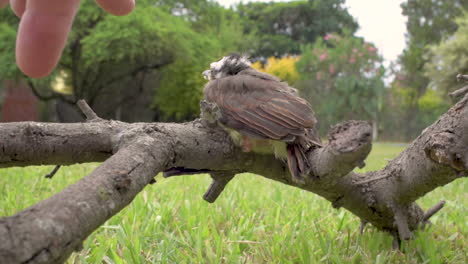 Winziger-Babyvogel-Sitzt-Auf-Ast,-Menschliche-Hand-Versucht-Ihn-Zu-Streicheln,-Aber-Der-Vogel-Schreit-An-Der-Hand