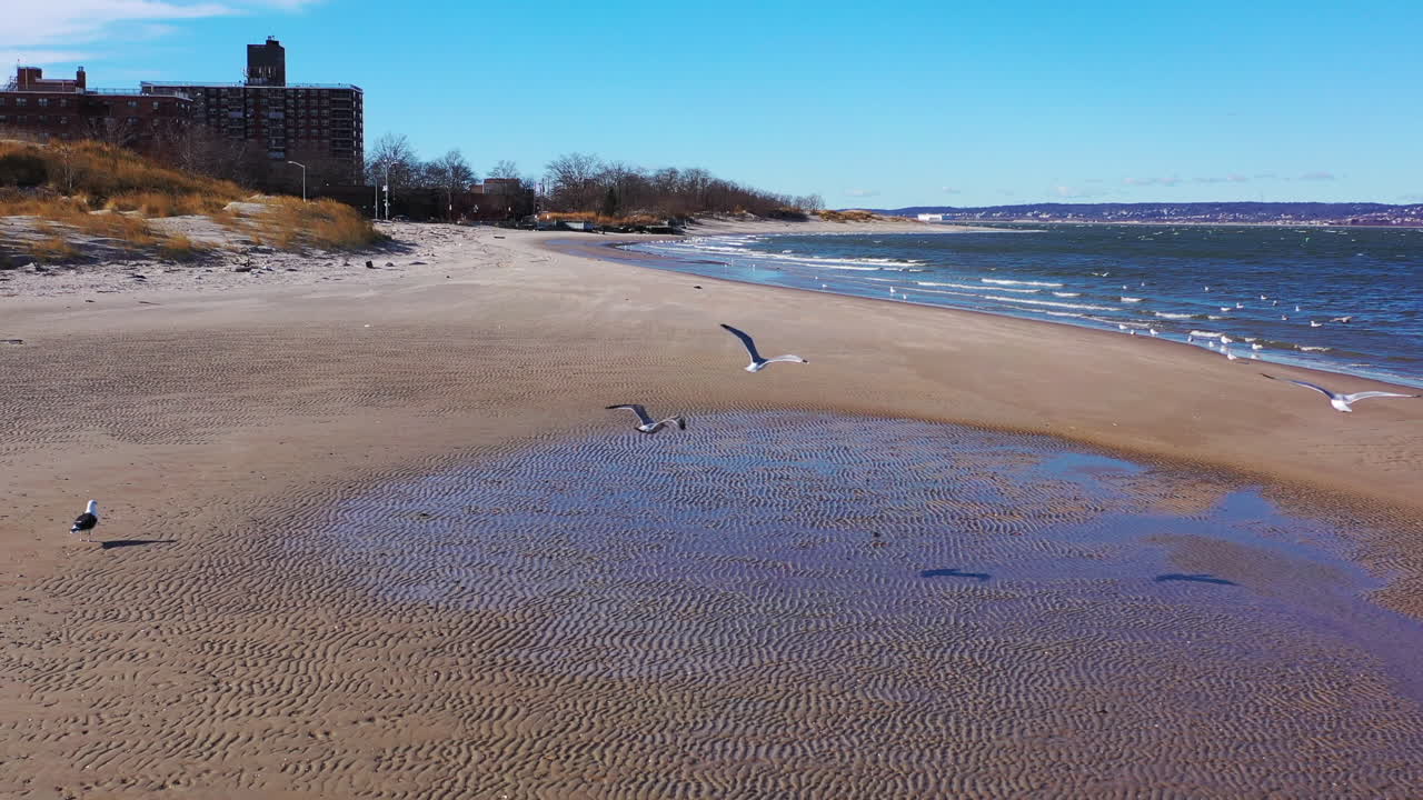 갈매기가 조용한 해변에서 날아갈 때 낮은 인형