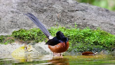 white-rumped shama bathing in the forest during a hot day, copsychus malabaricus, in slow motion