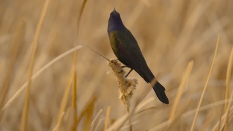 slow motion 4k of a grackle perching on a cattail and then taking off in a spring wetland marsh during golden hour