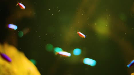 tiny orange fish floating underwater in a colorful environment