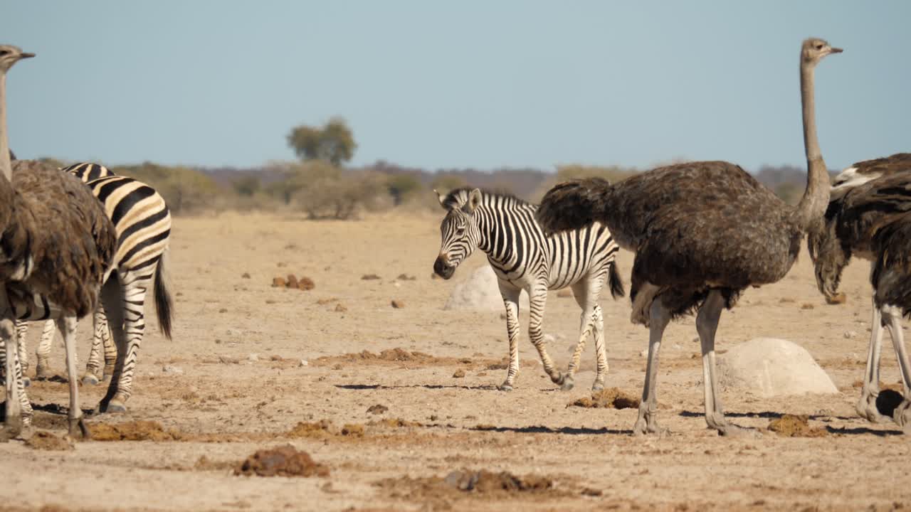 cebra caminando detrás de avestruces y su manada hacia un pozo de agua lleno de gente en botswana