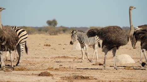 Zebra-Läuft-Hinter-Straußen-Und-Seiner-Herde-Zu-Einem-überfüllten-Wasserloch-In-Botswana