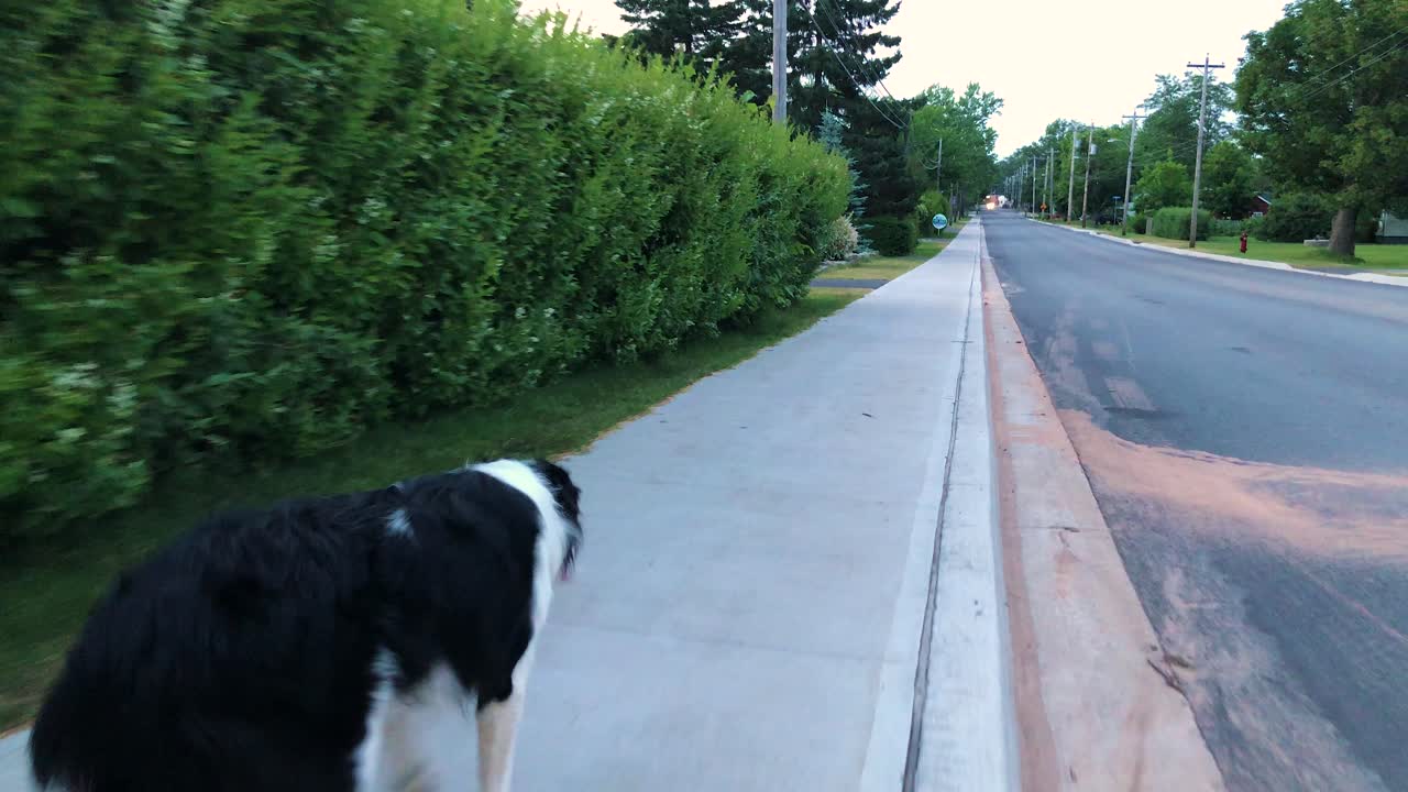Border Collie dog on a leash walking down a sidewalk down an empty street