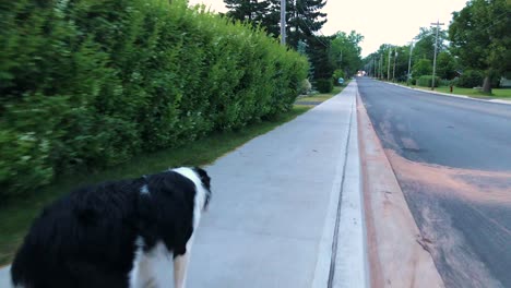 border collie dog on a leash walking down a sidewalk down an empty street