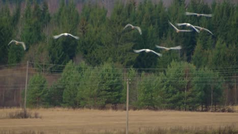 Los-Cisnes-Vuelan-Hacia-Tierras-Cálidas