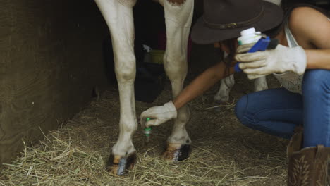 trained young cowgirl applies hoof varnish to an adult male pinto horse-2