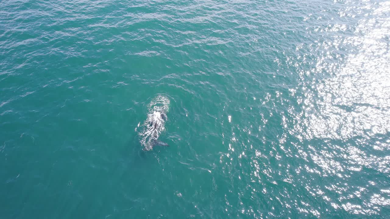 태양빛이 반이는 거대한 바다에서 어나오는 단 하나의 남쪽 오른쪽 고래의 원형