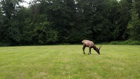 grazing bull elk on greenery meadows at national park