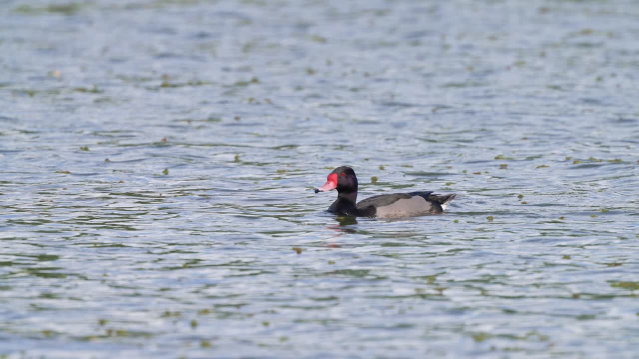 drake adulto solo, porrón de pico rosado, netta peposaca nada en el agua ondulante en su hábitat natural durante el día, toma de aves acuáticas en cámara lenta