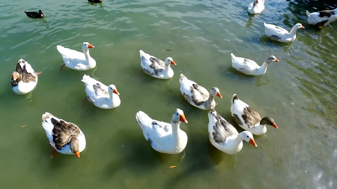 una gran bandada de patos nadando en el estanque en el parque
