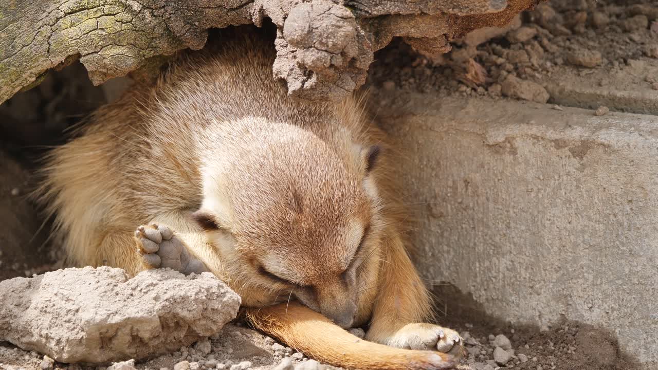 una suricata toma una siesta y se queda dormida muy rápido