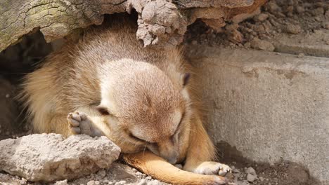 a meerkat takes a nap and falls asleep very quickly