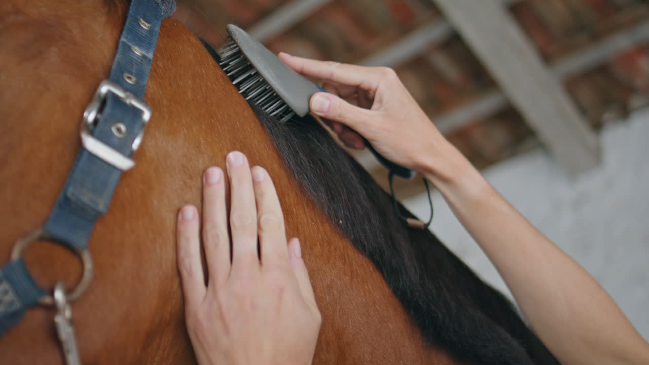 Woman hand grooming horse brush in paddock closeup. Lady groomer brushing mane