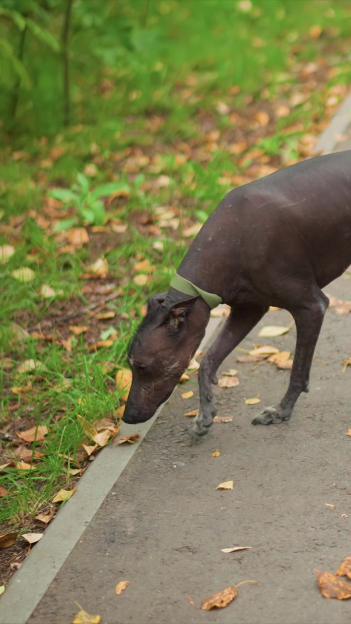 Canine attached to visible lengthened lead explores curb. Scattered autumnal foliage covers pathway surroundings. Grassy areas frame pathway scattered with autumnal matter