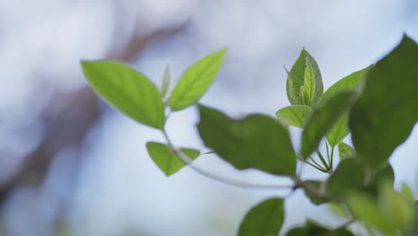 soft focus on plant leaves in closeup with blurred background