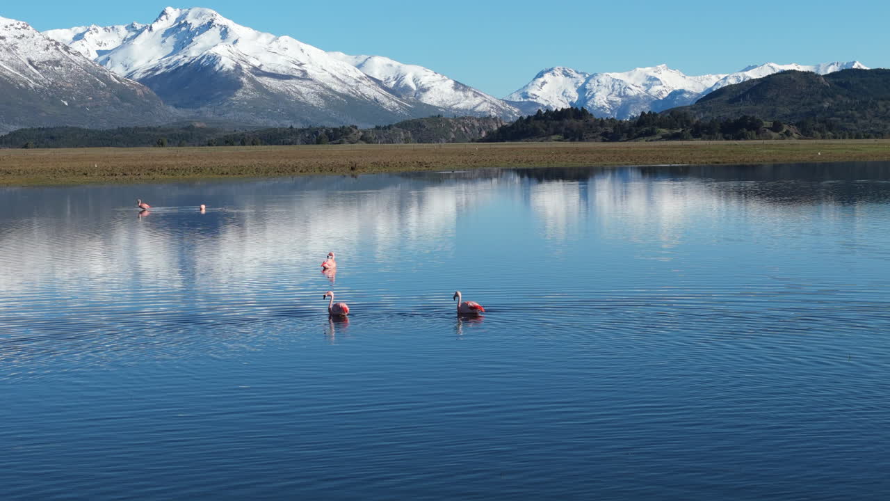 Stunning drone shot of flamingo flock walking over calm lagoon with majestic snowed mountains in background. Reflection on water. Shot on 4K - 60fps.