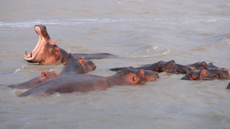 hipopótamo bostezando en un río entre otros hipopótamos