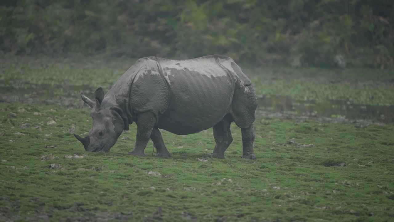 Un maestoso rinoceronte indiano pascola nelle lussureggianti zone umide verdi di Kaziranga, India. Ripresa cinematografica della fauna selvatica che cattura l'autentico comportamento animale per documentari sulla natura e la sostenibilità.