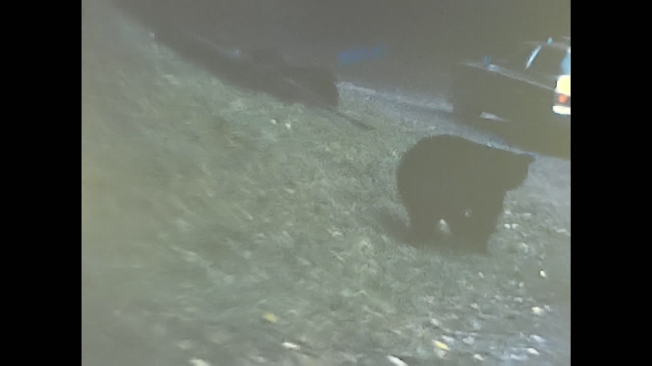 Black Bear Standing Next to Car on Road in 1970s USA. CIRCA USA - 1970s: An archive photo capturing a black bear standing next to a car on a road in 1970s USA.