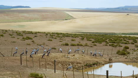 Flock-of-Blue-Cranes-congregated-at-edge-of-dam-on-arid-farmland,-Overberg