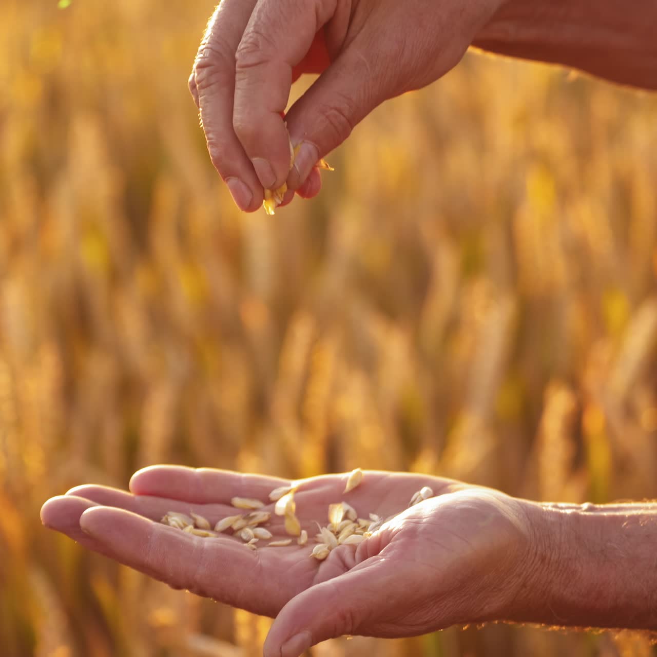 Ripe grains in man's hands. Farmer holding seeds in hands and looking at ripeness of crop on the blur background of yellow spikelets. Close-up.