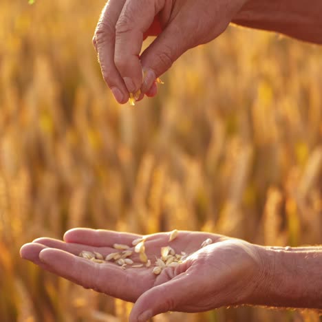 ripe grains in man's hands. farmer holding seeds in hands and looking at ripeness of crop on the blur background of yellow spikelets. close-up.