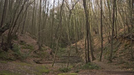 epic forest, trees, branches, leaves, roots, sun, clouds