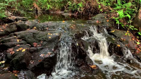 small waterfall trickling over rocks in a bubbling creek deep in the forest