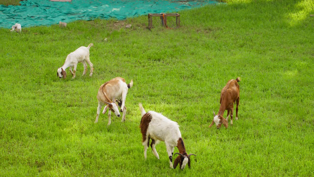 A handheld Long shot of Four white and brown coloured Indian goats grazing grass at grassland with a green cloth lying far away in the background