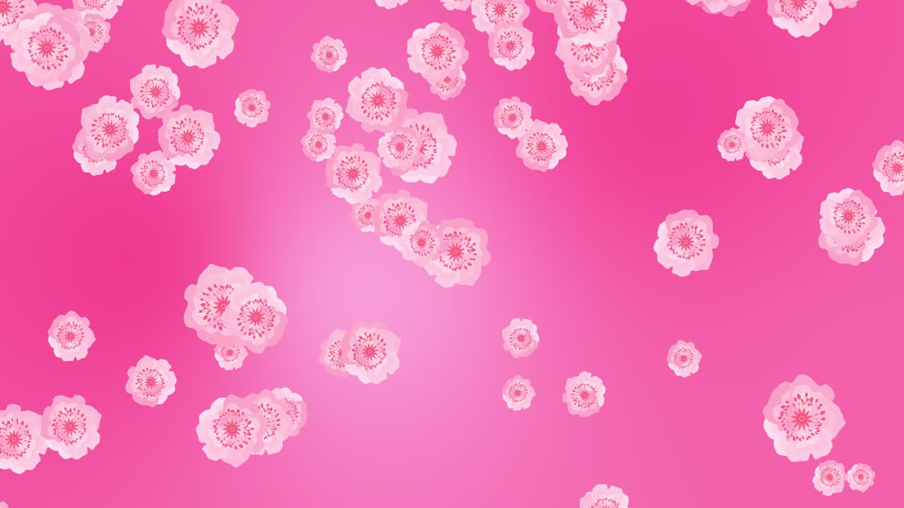 анимация летящих розовых цветов вишни. беспрепятственный рисунок петли с падающей японской весенней сакурой на красочном фоне. плоский дизайн для свадьбы, дня святого валентина, дня матери.