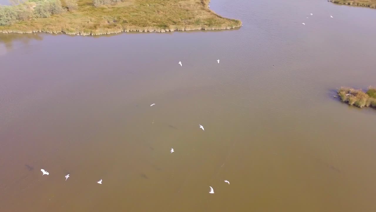 vuelo de drones sobre pantanos y campos inundados persiguiendo pájaros