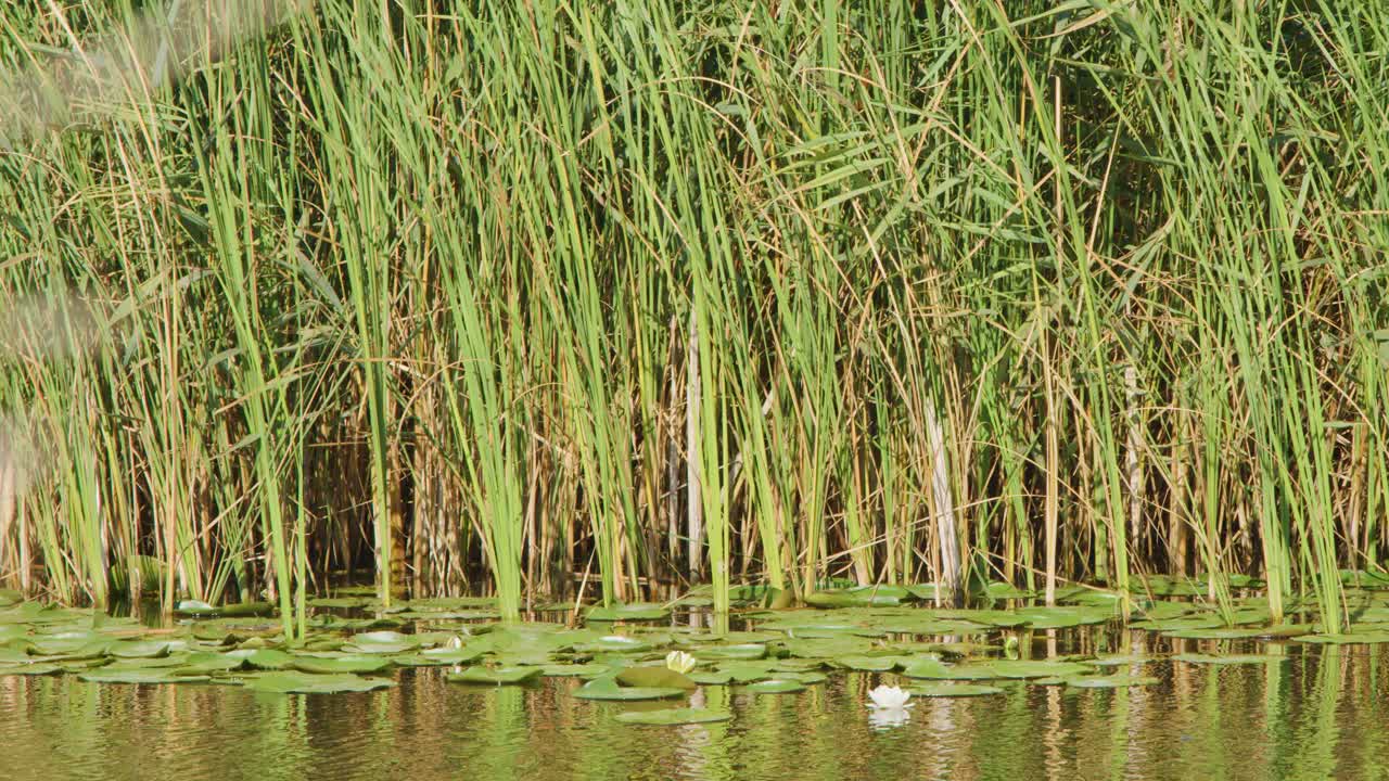 Frog sits on water lily in sunlit marsh, surrounded by tall reeds and aquatic plants