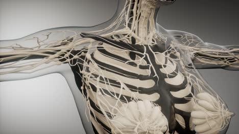 cuerpo humano transparente con huesos visibles