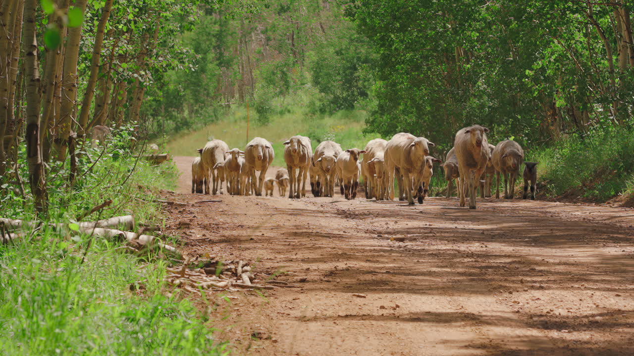 Mandria di pecore che corre su una strada sterrata - Slow motion