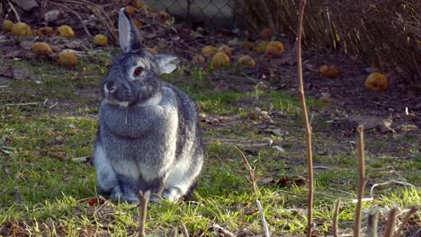 still shot of chinchilla bunny in the grass with copy space, adorable animal in the outdoors