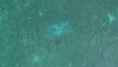 spotted eagle ray in zeitlupe, aufgenommen von einer drohne von oben nach unten