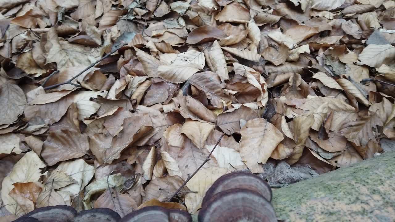 Fungo del legno sul tronco dell'albero
