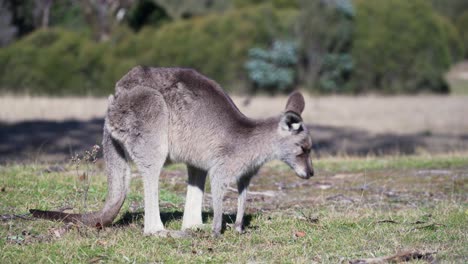 view of wallaby feeding on grass at daytime - wide shot