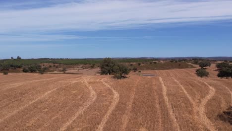 Aerial-ascending,-revealing-scenic-Rural-landscape-of-wheat-fields