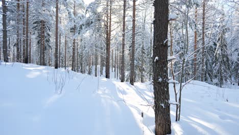 Beautiful-winter-forest-scenery-with-everything-covered-in-snow