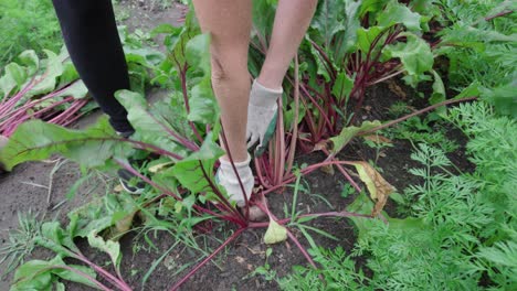 farmer hands pulling out headed red beet on an organic plantation