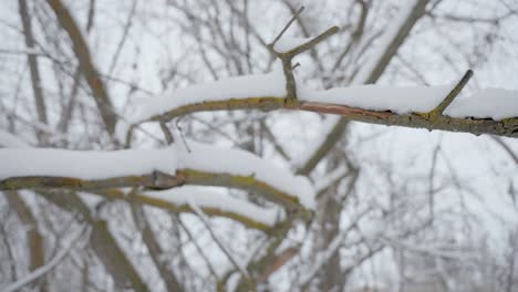 shot of snow and ice built up on tree branches