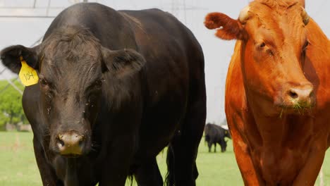 angry and sad looking cows black with one red haired ginger looking directly into camera with ear tag 104 and flies flying all over on grass fed farm