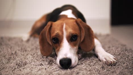 Beagle-Ojos-En-Blanco-Y-Cejas-Y-Orejas-En-Movimiento