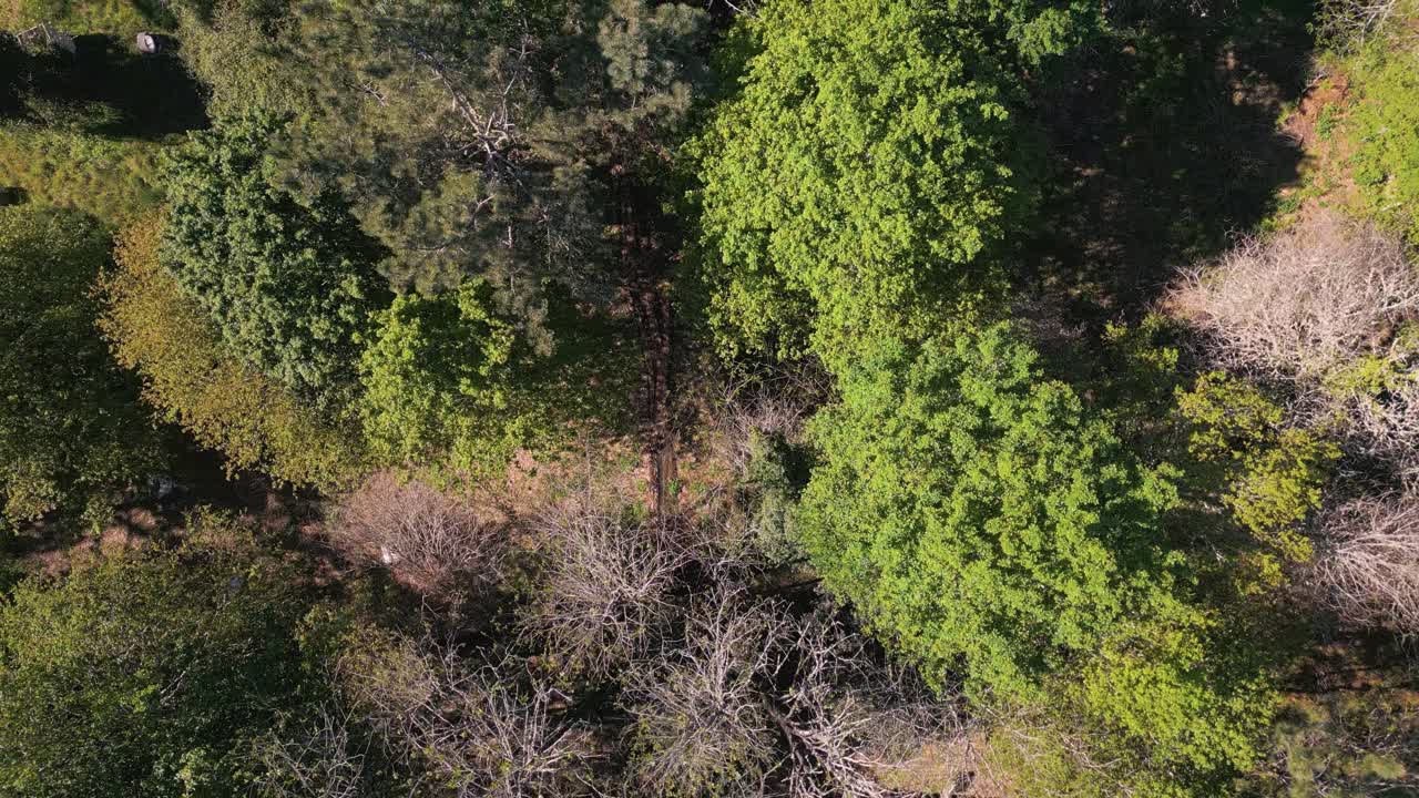 Top View Of Trees In Rural Forest Near Salvaterra, Verona, Italy